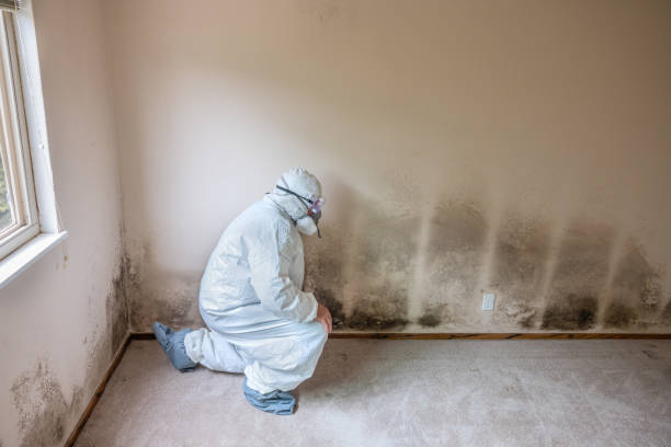 Best Industrial Mold Remediation  in Laurel Hill, VA